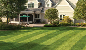 Choosing Lawn Care Professionals